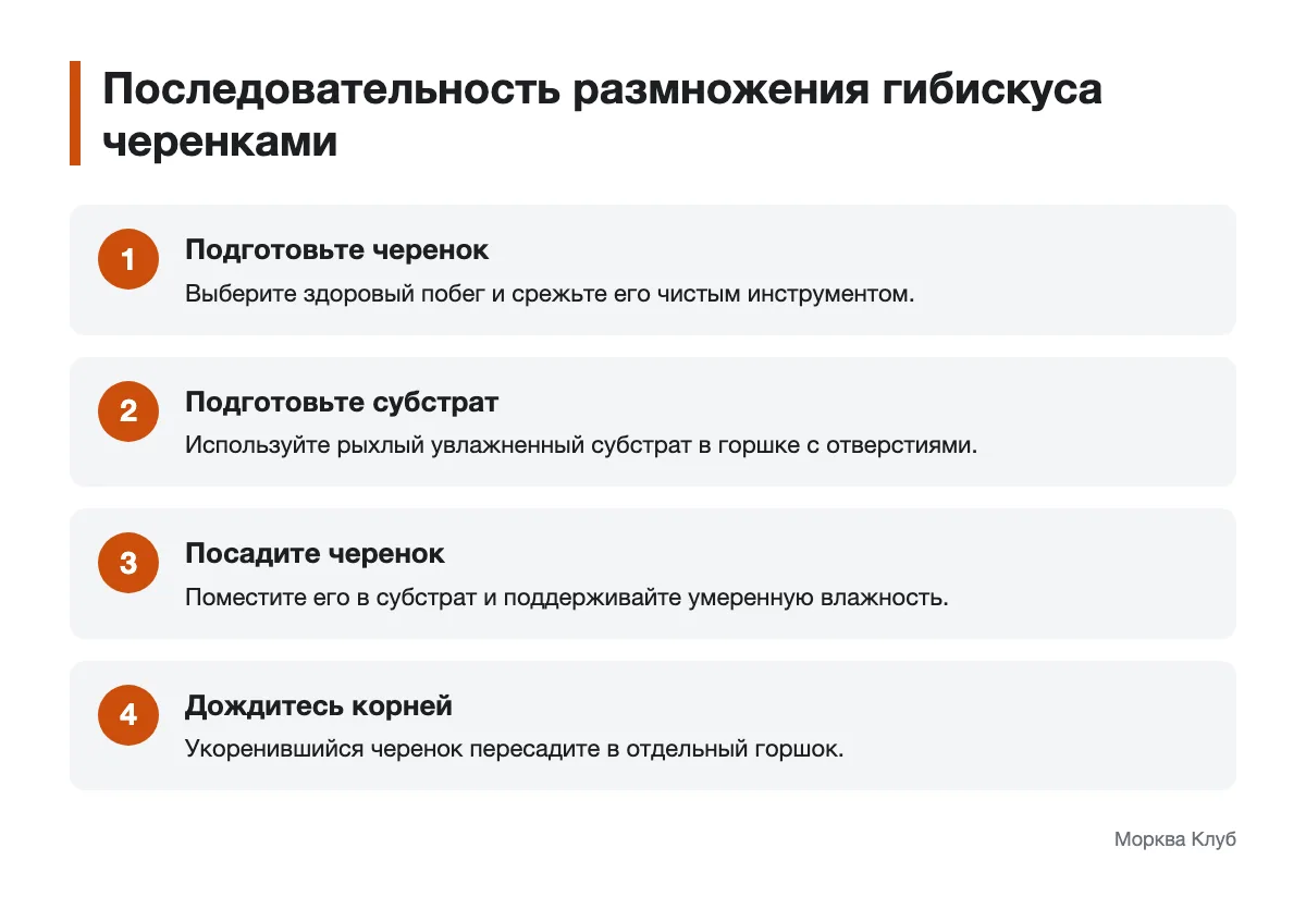 Этапы подготовки и укоренения черенка гибискуса