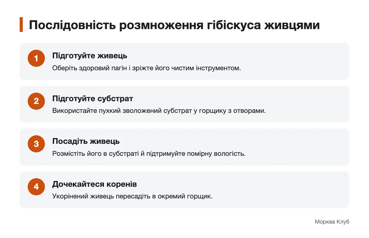 Етапи підготовки та укорінення живця гібіскуса