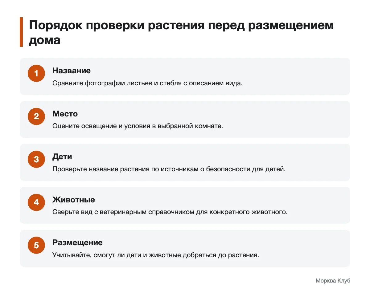 Схема проверки названия, условий и безопасности комнатного растения