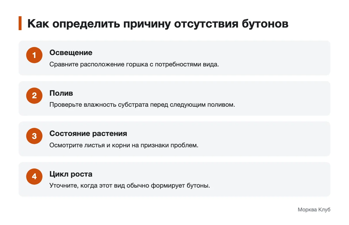 Последовательность поиска причин отсутствия цветения Схема проверки условий, если комнатное растение не образует бутоны