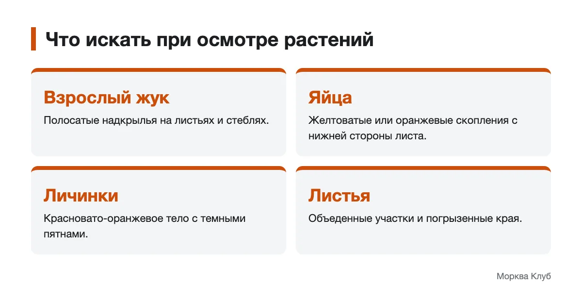 Признаки для осмотра пасленовых растений Схема внешнего вида колорадского жука, яиц, личинок и поврежденного листа