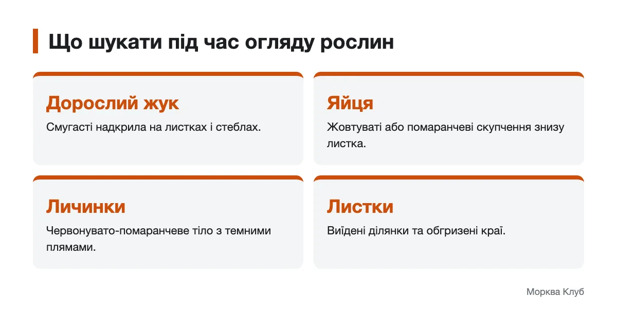 Ознаки для огляду пасльонових рослин Схема вигляду колорадського жука, яєць, личинок і пошкодженого листка