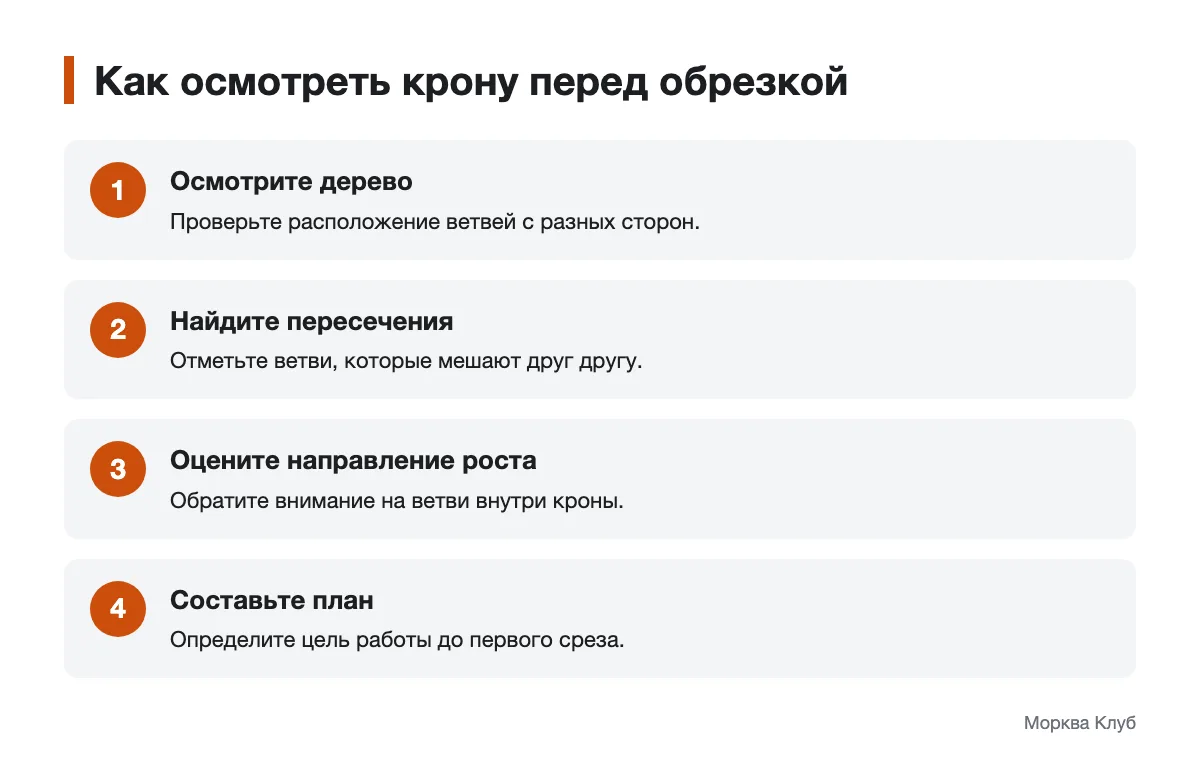 Этапы оценки ветвей плодового дерева Схема последовательного осмотра кроны перед обрезкой