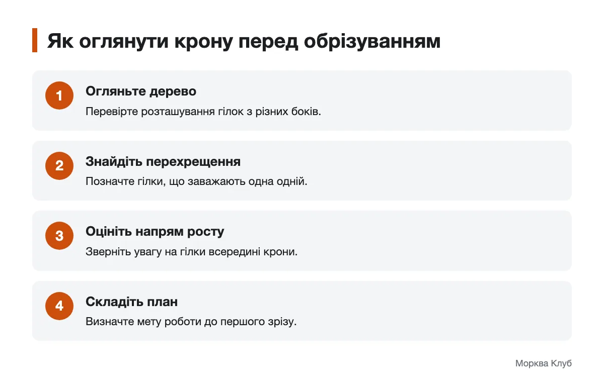 Етапи оцінки гілок плодового дерева Схема послідовного огляду крони перед обрізуванням