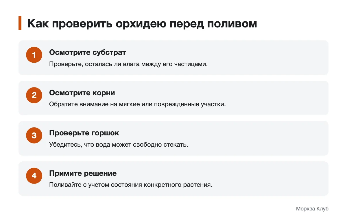Осмотр субстрата, корней и горшка перед поливом Порядок проверки орхидеи перед поливом