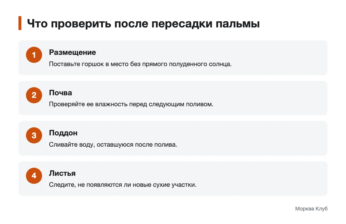 Схема проверки пальмы после пересадки