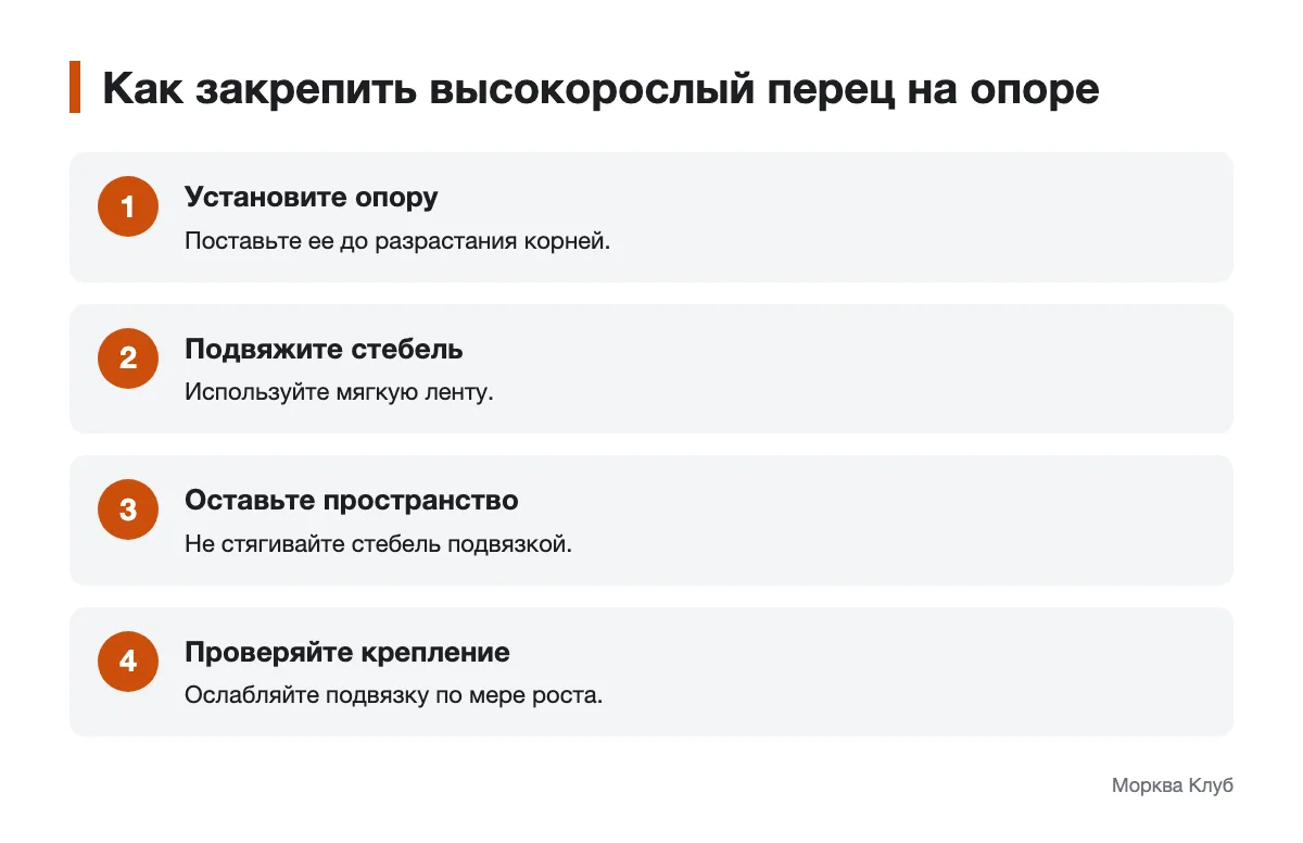 Опора и мягкая подвязка для сладкого перца Последовательность подвязки высокорослого куста перца