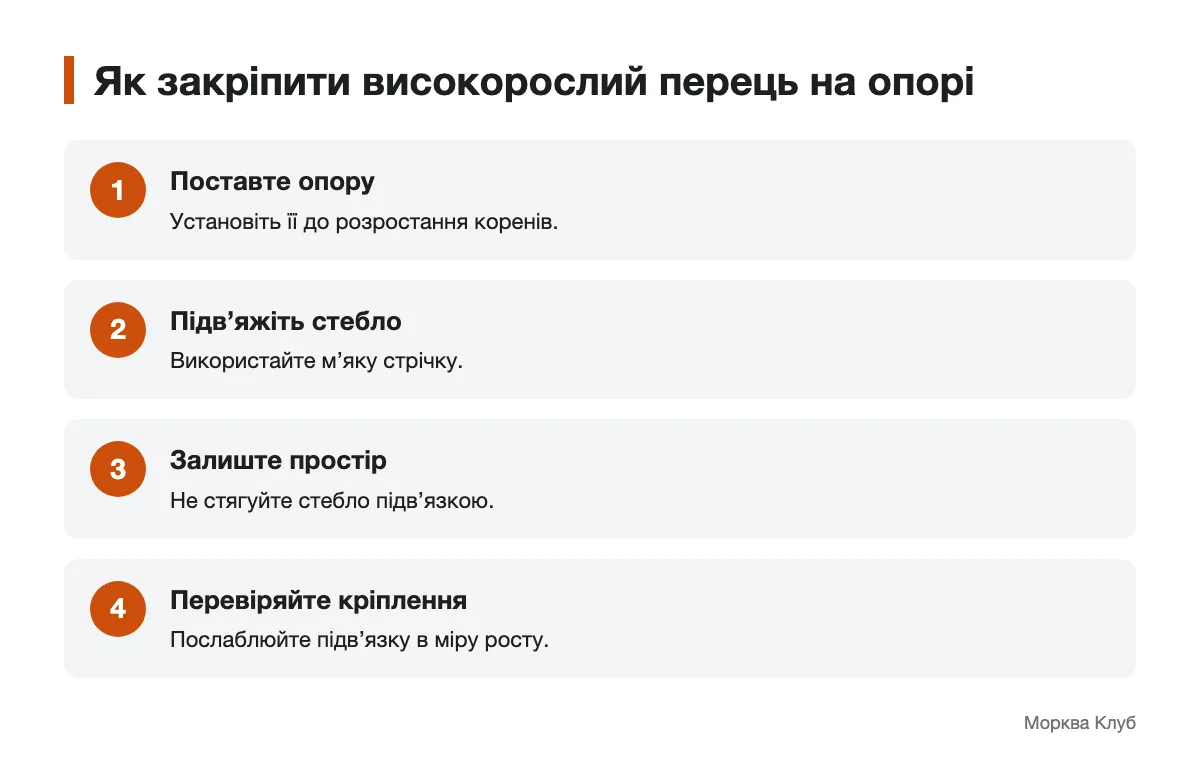 Опора й м’яка підв’язка для солодкого перцю Послідовність підв’язування високорослого куща перцю