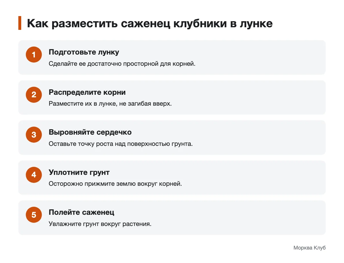 Шаги размещения саженца клубники в лунке Последовательность высадки саженца клубники с открытым сердечком