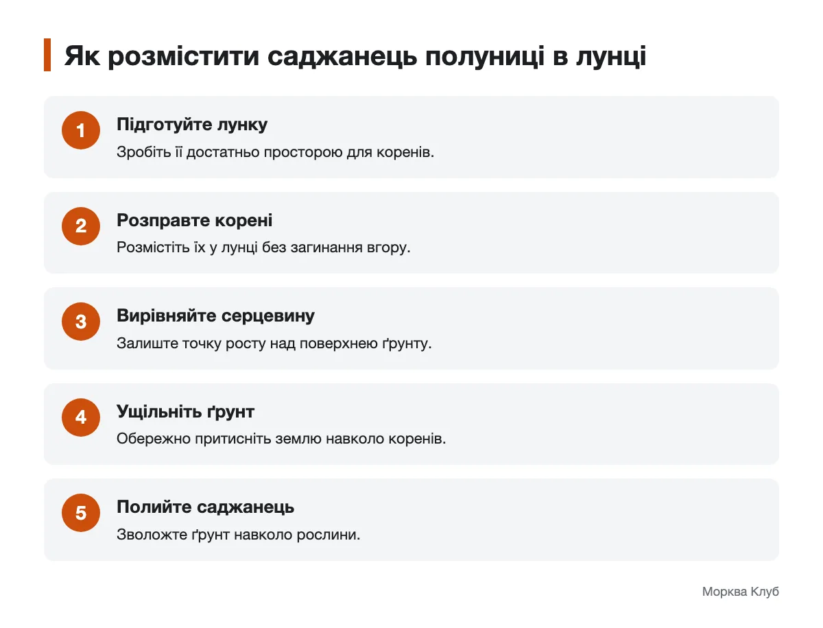 Кроки розміщення саджанця полуниці в лунці Послідовність висаджування саджанця полуниці з відкритою серцевиною