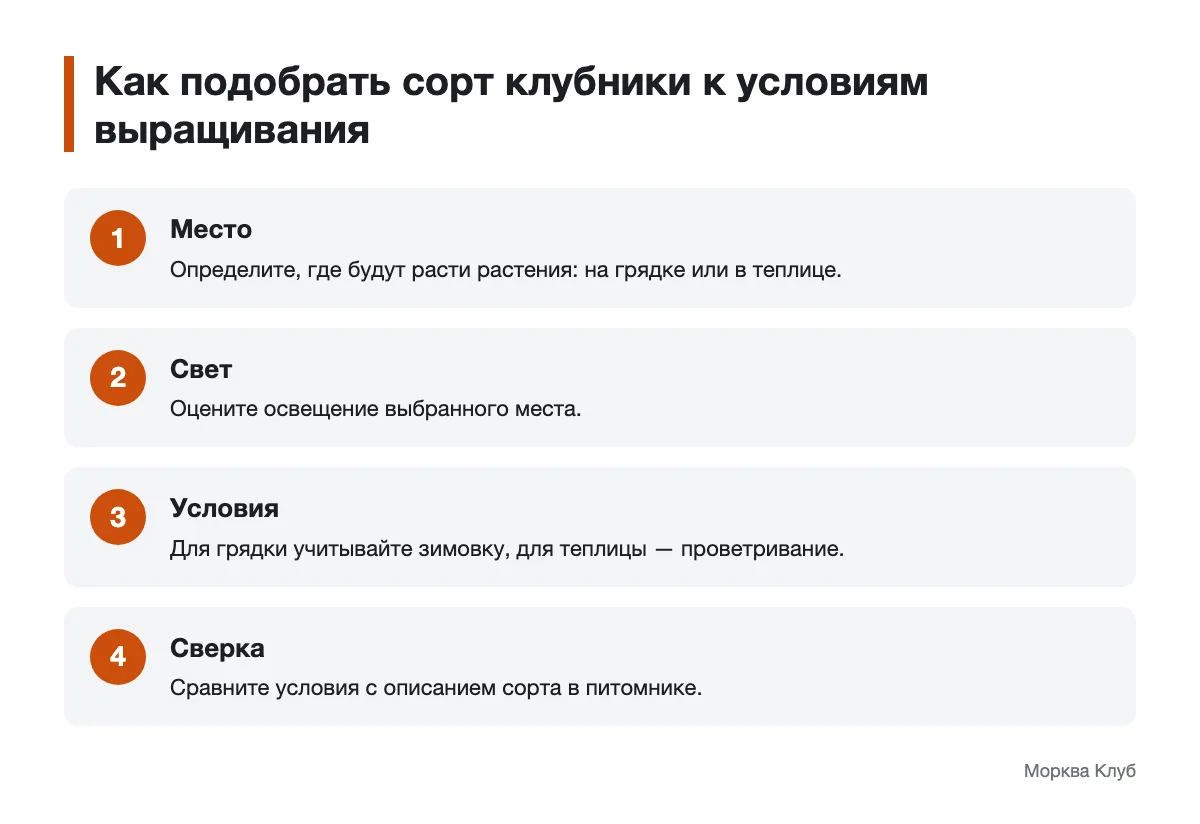 Последовательность выбора сорта клубники с учетом места и условий выращивания